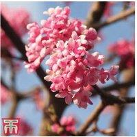 Viburnum x bodnantense 'Dawn' Flowering Shrub - Winter Fragrant Pink Blooms