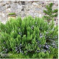 Rosemary 'Roman Beauty' Evergreen Herb Shrub - Aromatic, Hardy
