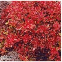 Berberis Thunbergii 'Admiration' Shrub - Hardy, Colourful Hedge Plant