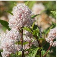 Ceanothus Pallidus 'Marie Simon' Flowering Shrub - Summer Blooms