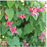 Clematis texensis 'Princess Diana' - Flowering Climbing Perennial, 4m Hardy Pink Blooms