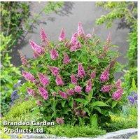 Buddleja Butterfly Candy Little Pink - Dwarf Flowering Shrub, 80cm, Pink Blooms