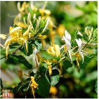 Honeysuckle 'Graham Thomas' Flowering Climber - Fragrant, Long-Blooming Perennial