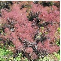 Cotinus coggygria 'Lilla' Dwarf Smoke Bush Shrub - Compact, Colourful Foliage