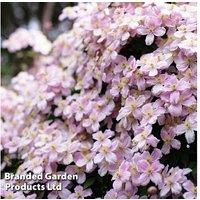 Clematis montana 'Pink Perfection' Flowering Climber - Hardy Perennial