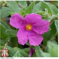 Cistus Pulverulentus 'Sunset' Flowering Rock Rose Shrub - Drought Tolerant, Mediterranean, Pink Blooms