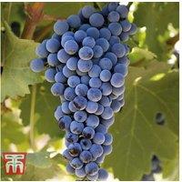 Cabernet Sauvignon Grape Vine - Fruit-Bearing Potted Plant