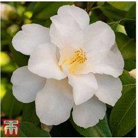 Camellia japonica 'Silver Anniversary' Evergreen Flowering Shrub
