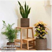 3 Pack Chia Seagrass Planter Baskets - Sustainable Indoor/Outdoor Plant Holders