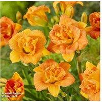 Hemerocallis Double Orange Zephyr - Dwarf Perennial with Vibrant Double Blooms