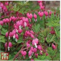 Dicentra spectabilis Perennial - Pink or White Flowering Plant