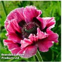 Oriental Poppy 'Manhattan' Flowering Perennial - 2 or 4 Plants