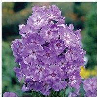 Scented Phlox paniculata 'Laura' - Hardy Perennial, 90cm, 3 Plants