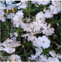 Scented Phlox White Admiral - Hardy Perennial Flowering Plant, 3 Pack