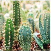 Mixed Mini Cactus Plants - Drought Tolerant, Easy Care, Indoor Succulents (Up to 20 Pack)