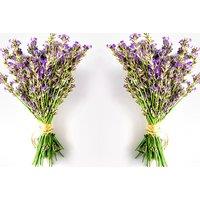 Lavender Plant Collection - Hidcote & Munstead - Up to 288 Plugs!