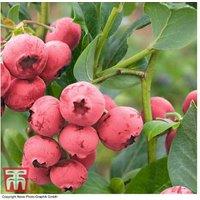 Blueberry 'Pink Lemonade' Fruit Bush - Unique Pink Berry Plant