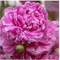 Peony 'Alexander Fleming' Perennial - Fragrant Double-Flowering Plant (1 or 3 Pack)