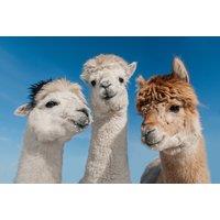 60-Min Alpaca Walking Experience with Farm Animals Encounter - Opal Alpacas