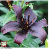 Lily 'Black Jewel' Bulbs - Rare Flowering Perennial for Borders & Pots