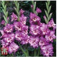 Gladioli 'Glamour' Flowering Bulbs - Summer Perennial Mix, 15 or 30 Pack