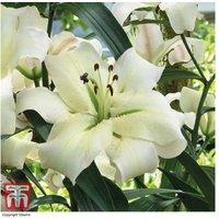 Lily 'Pretty Woman' Perennial Bulbs - Fragrant White Blooms, Up to 6ft