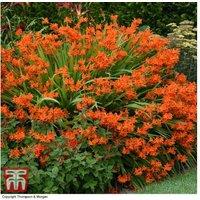 Crocosmia 'Spitfire' Flowering Perennial Bulbs - 5 or 10 Pack