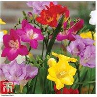 Mixed Freesia Bulbs - Vibrant Flowering Perennial for Gardens & Pots (50, 100 or 200 Pack)