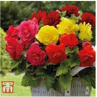 Double Flowered Mixed Begonia Tubers - Summer-Flowering Bedding Plant