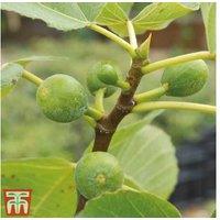 Hardy Green Fig Tree - Fruit-Bearing Patio or Garden Plant
