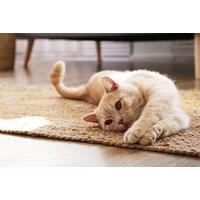 Pet Intolerance Test for Dogs & Cats - 300 Items