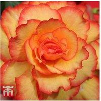 Begonia Cascading Fireball - Flowering Patio & Basket Plant, Sun or Shade