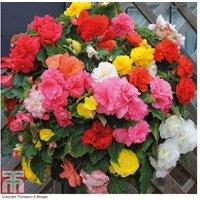Begonia Nonstop Mixed - Flowering Tuberous Bedding Plant (10 Tubers)