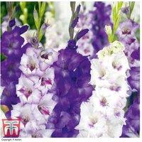 Gladiolus 'Midnight Mix' Flowering Bulbs - Summer Perennial, 90cm Height