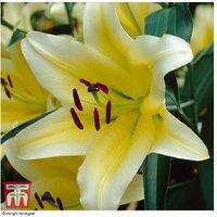 Giant Flowering Tree Lily Bulbs - Up to 2.5m Tall, 9 or 19 Pack