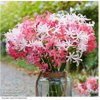 Nerine 'Mixed Bouquet' Flowering Bulbs - Perennial Autumn Blooms