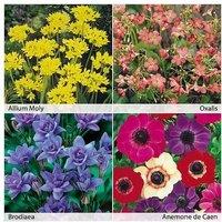 Mixed Flowering Summer Bulbs - Up to 200 Vibrant Perennial Bulbs
