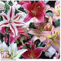 Summer Flowering Mixed Bulb Collection - 100 or 200 Vibrant Blooms