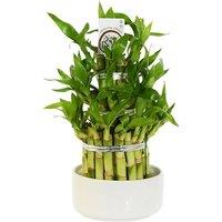 Dracaena sanderiana 'Lucky Bamboo' - Air-Purifying Indoor Plant in Pot