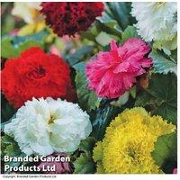Begonia x tuberhybrida 'Fringed Mixed' Bulbs - Summer Flowering, Compact, Vibrant