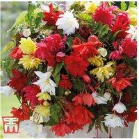 Begonia Pendula Flowering Bulbs - Lush Trailing Blooms, 5 or 10 Pack