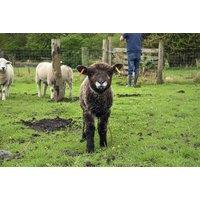 1-Hour Farm Activities: Sheep Feeding & Shearing - Family Ticket Up To 4