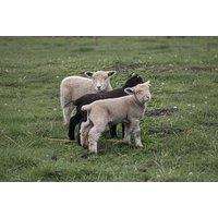 Lambing Experience Session for Two at Ivy Cottage Farm
