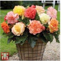 Mixed Begonia Tubers - Vibrant Summer Flowering Bedding Plants