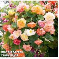 Begonia 'Parisienne Trailing' - Flowering Trailing Plant for Hanging Baskets (5 or 10 Tubers)