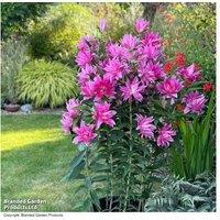Lily 'Double Fantasy' Flowering Bulbs - Pollen-Free, Large Blooms