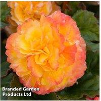 Begonia x tuberhybrida 'Giant Mixed' - 24 Flowering Tuberous Bulbs
