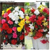 Begonia Duo Mix Flowering Tubers - 20 or 40 Pack, Summer-Long Blooms