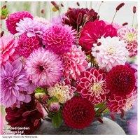 Dahlia 'Romantic Bouquet Mix' - Flowering Perennial Collection (9 or 18 Tubers)