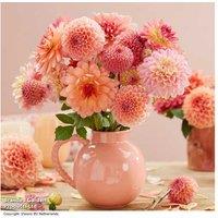 Dahlia 'Peaches and Apricots' Flowering Bulb Mix - 7 or 14 Tubers